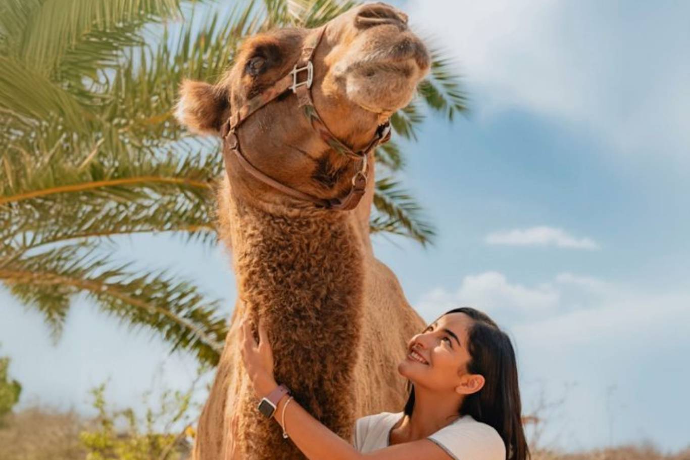 Camellos (individual)